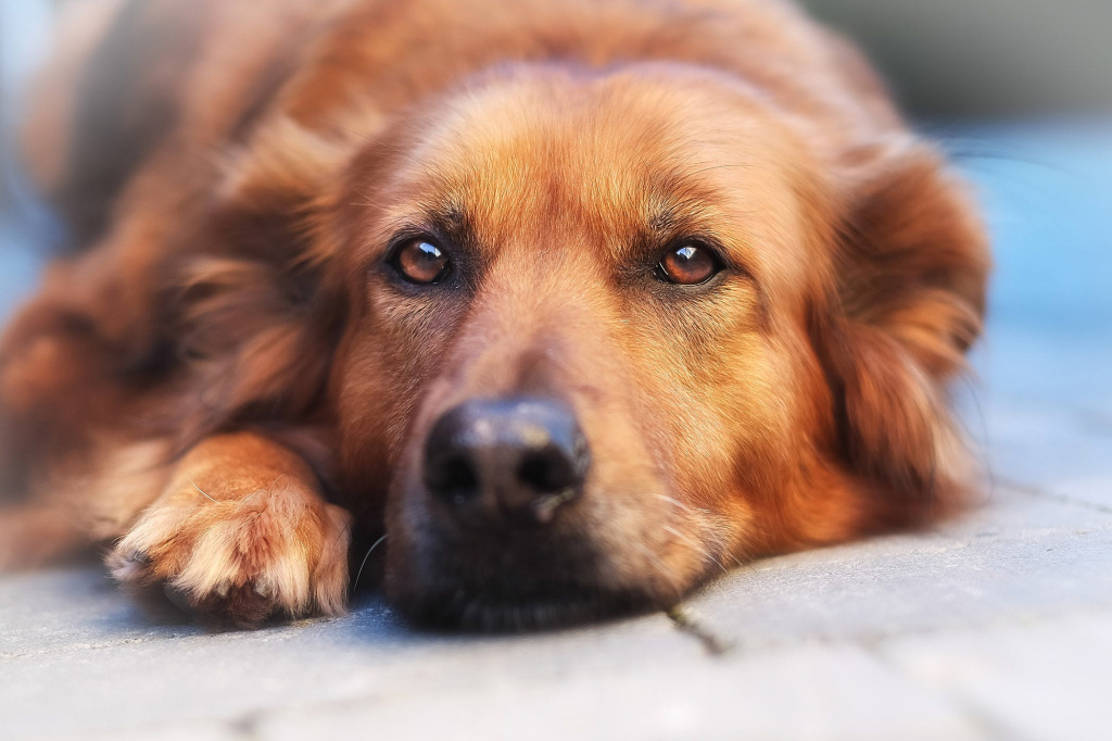 Темная моча у собаки: причины коричневого оттенка