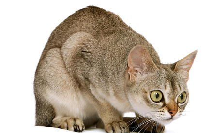 Экзотическая яванская кошка
