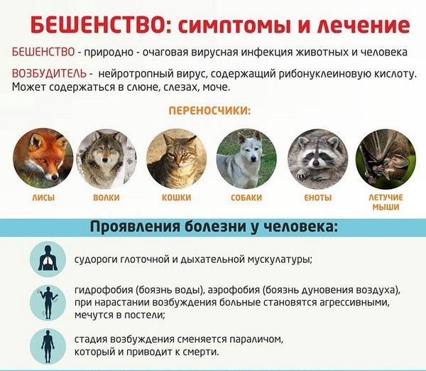 Бешенство у котов: опасность, симптомы и профилактика