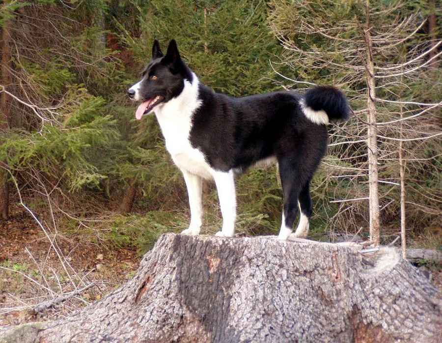Карельская медвежья собака: описание породы