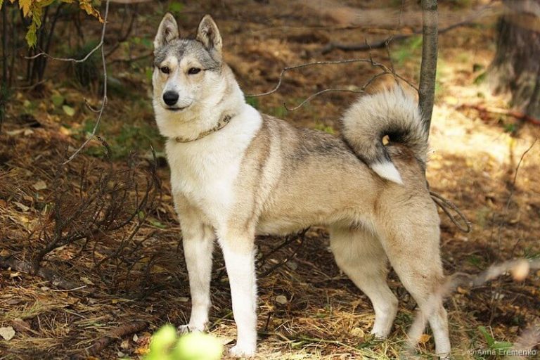 Якутская лайка: характеристика породы собак