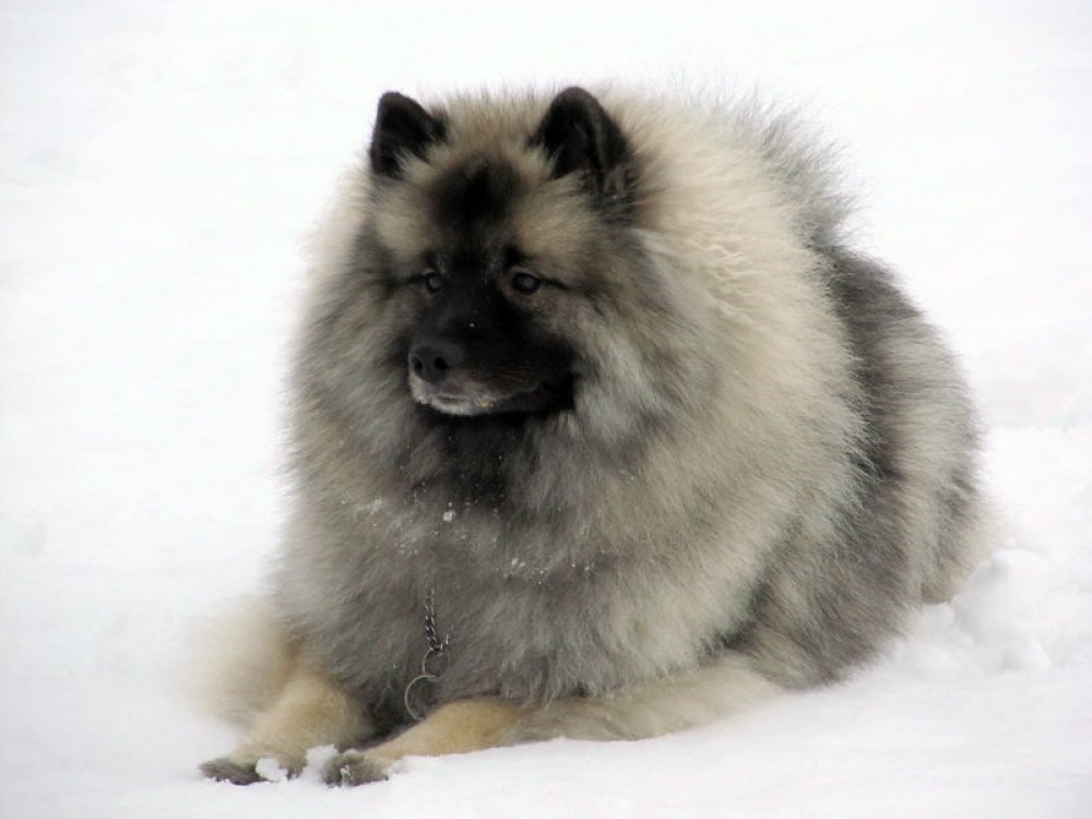 Кеесхонд вольфшпиц: описание породы собак