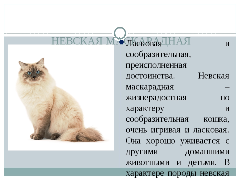 Невская маскарадная кошка: трепетная душа в нарядном оформлении