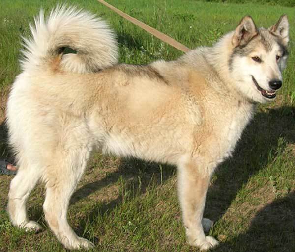Лайка (собака): виды, как выглядит, описание породы