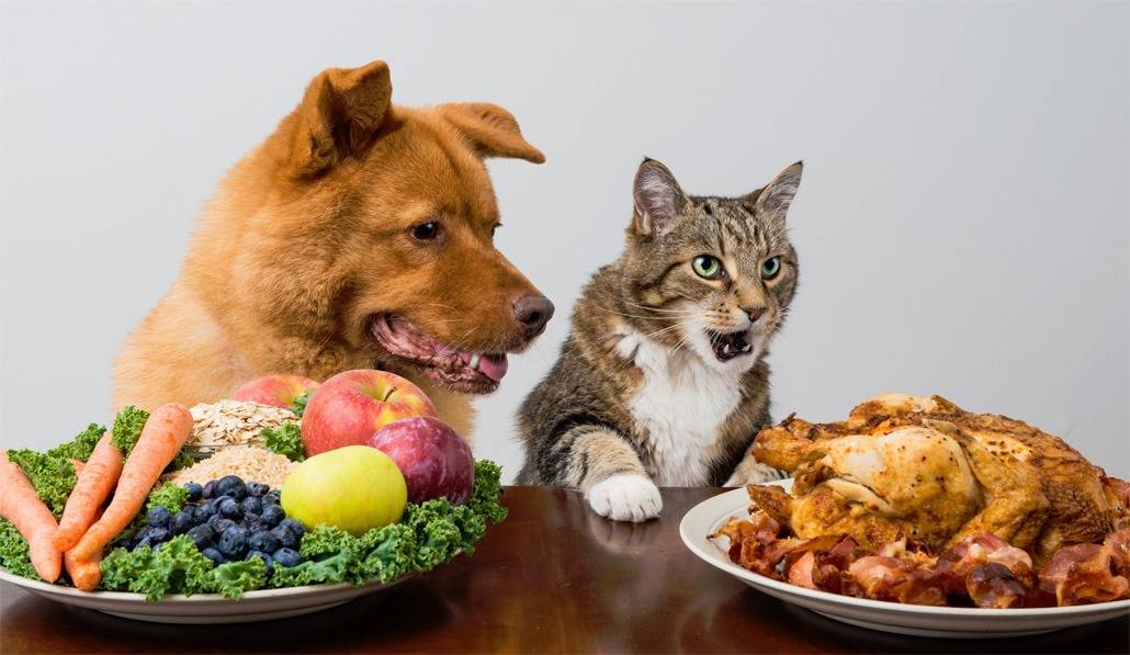 Чем кормить кошку в домашних условиях натуральной едой: особенности питания