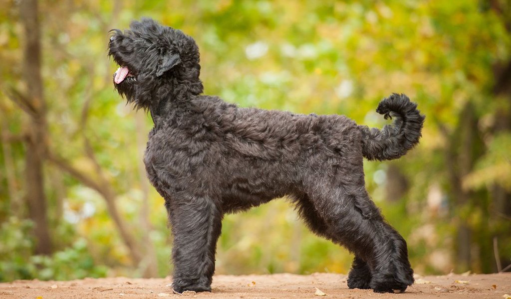 Топ-10 кудрявых пород собак: от болонки до русского чёрного терьера