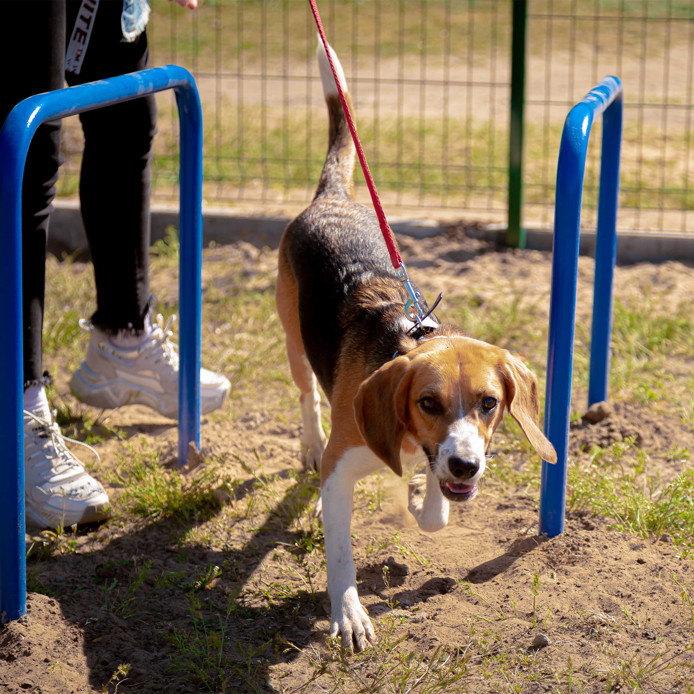 Площадка для выгула для собак: нормы и правила