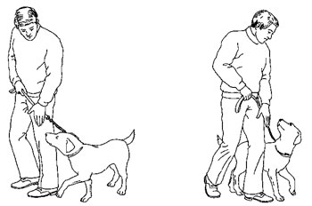 Как научить собаку команде «рядом» на поводке или без него
