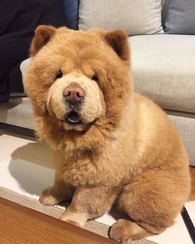 Собака-медведь: порода похожая на медвежонка
