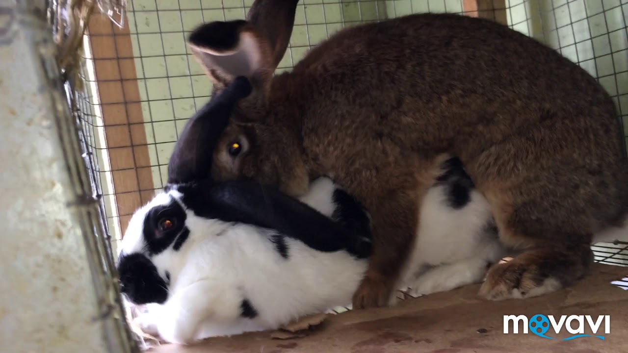 Спаривание кроликов: сроки случки, как размножаются в домашних условиях