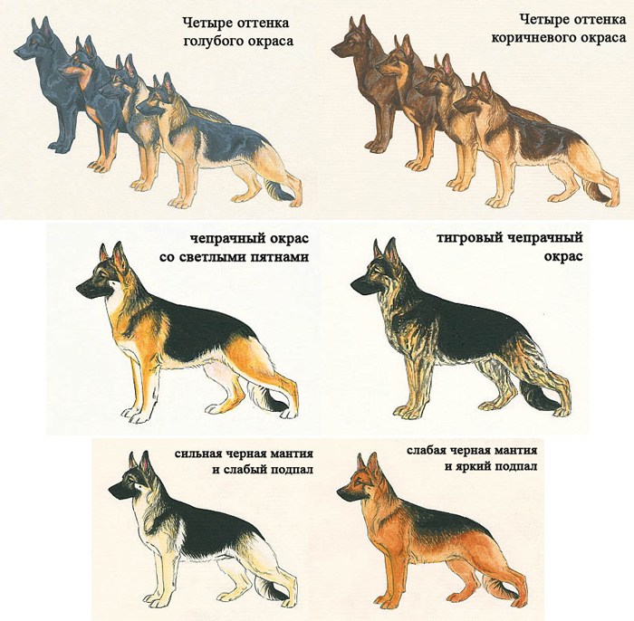 Породы собак: какую выбрать для себя по критериям
