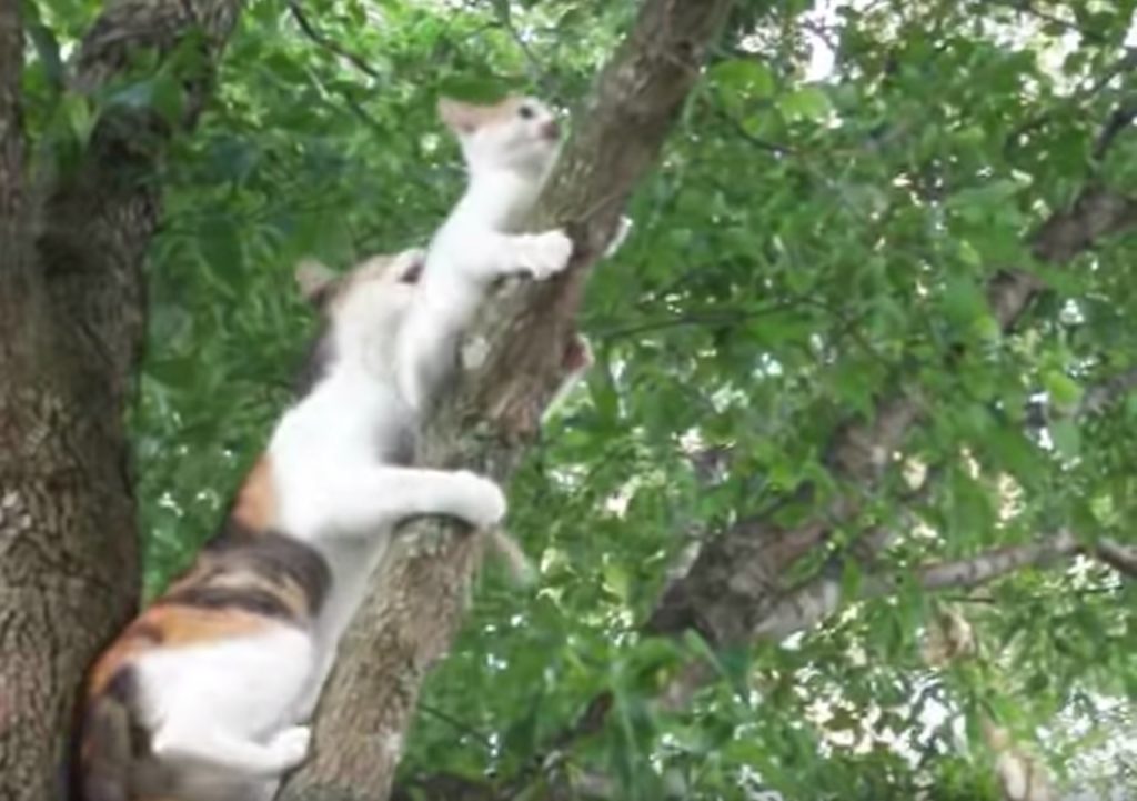 Как снять кота с дерева: действенный способ