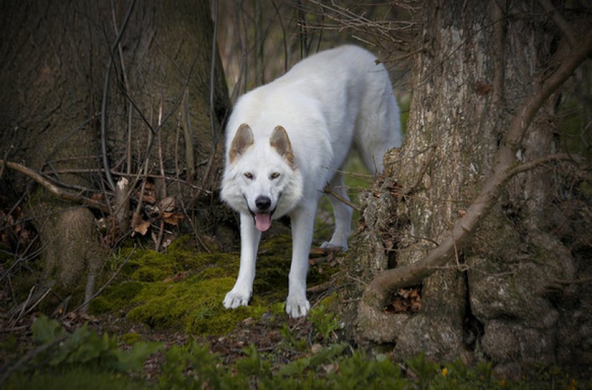 Лютоволки Старков: обзор северной инуитской собаки