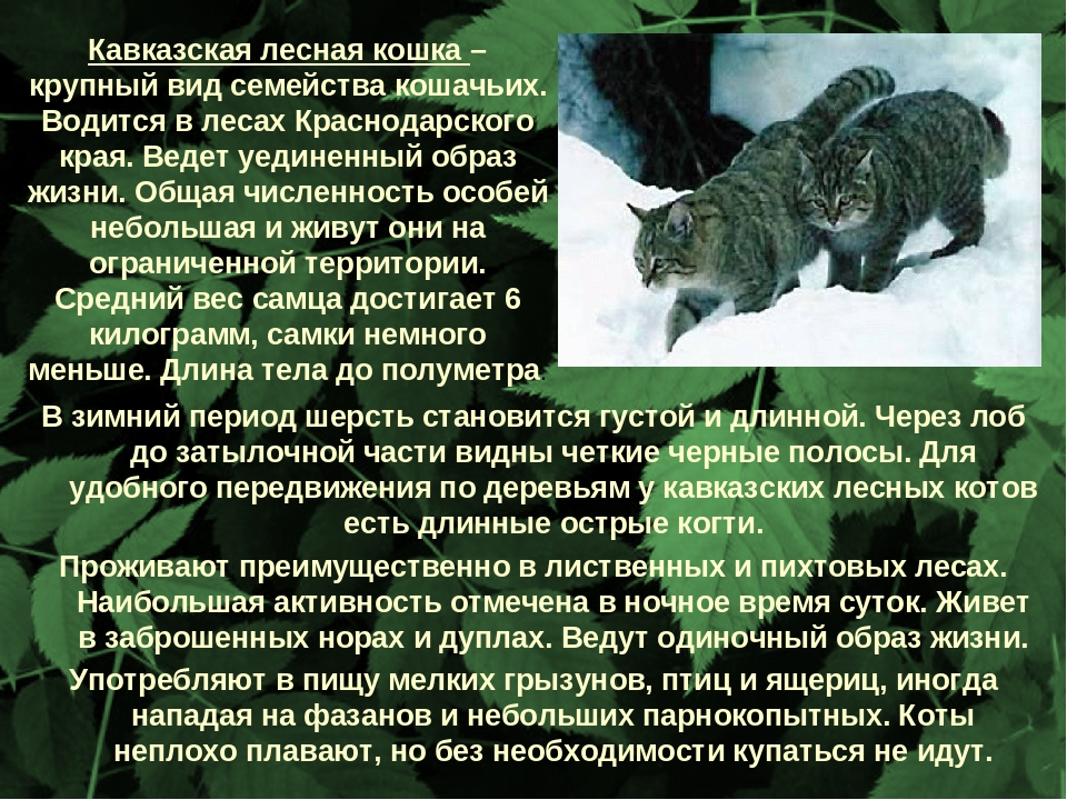 Лесной кот (европейская дикая кошка): ареал обитания