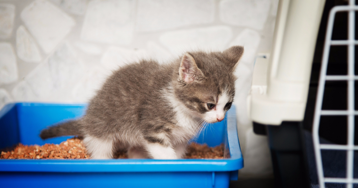 Понос у котенка: что делать и как лечить в домашних условиях