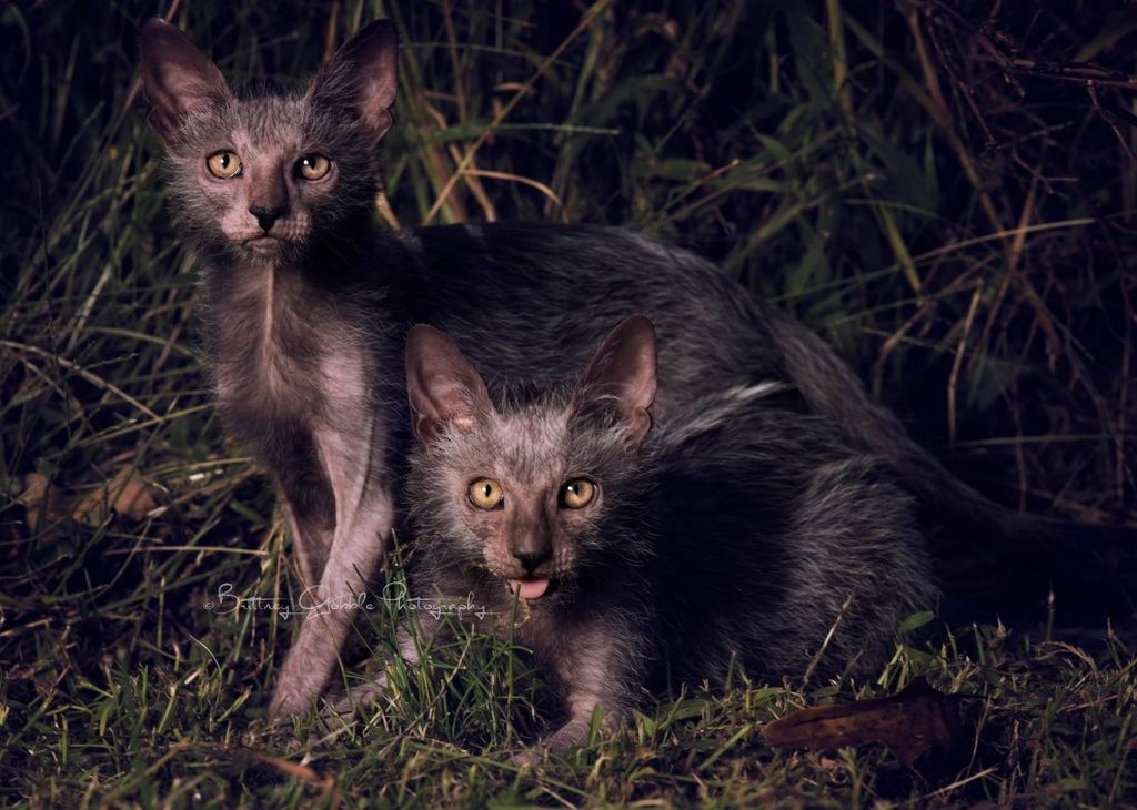Их остались десятки во всем мире: исчезающие по вине людей породы кошек