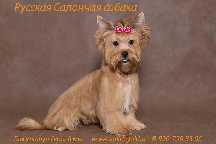 Русская салонная собака (Русалка)