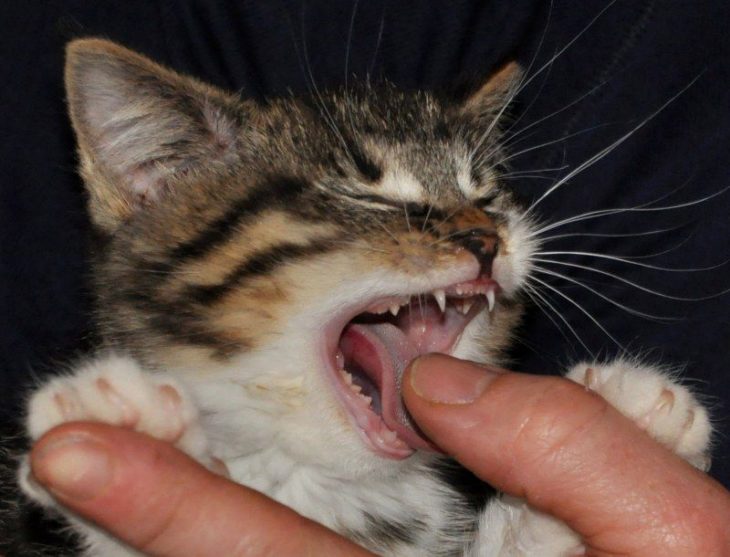 Почему кошка кусает руку когда её гладишь