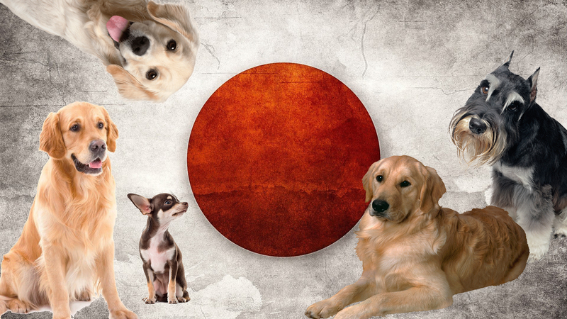 Японские клички для собак — выбираем имя со смыслом