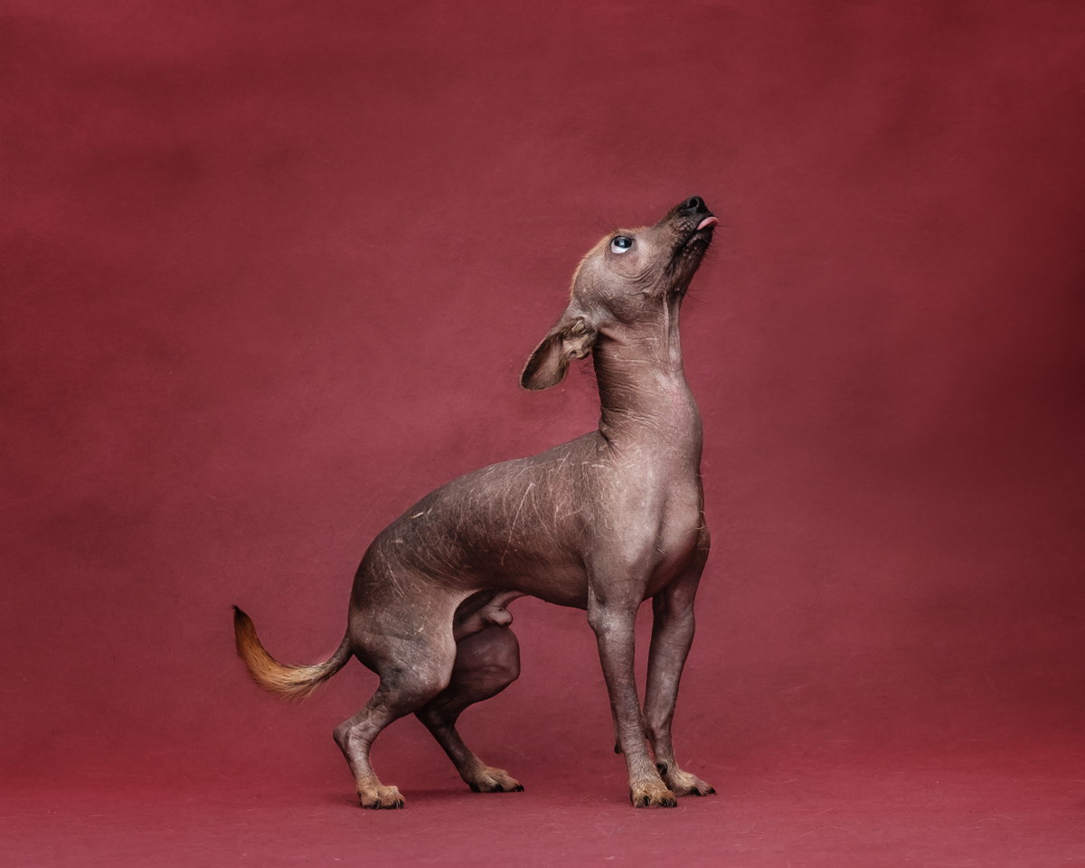 Лысая собака с хохолком (мексиканская ксолоитцкуинтли)