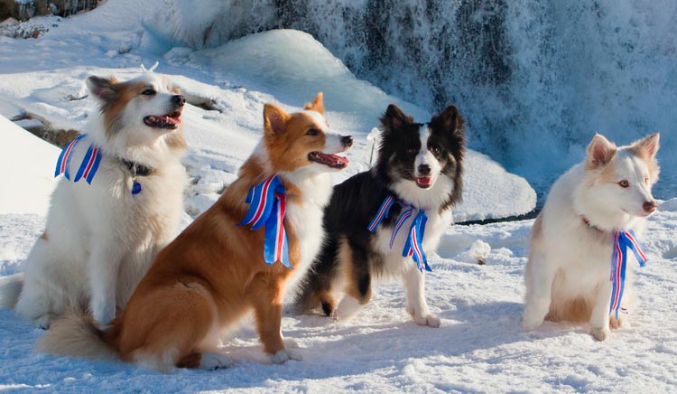 Исландская собака: описание породы овчарок