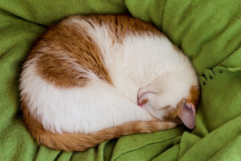 Почему животные спят клубком. Спящий кот клубочком. Кошка свернулась клубком.