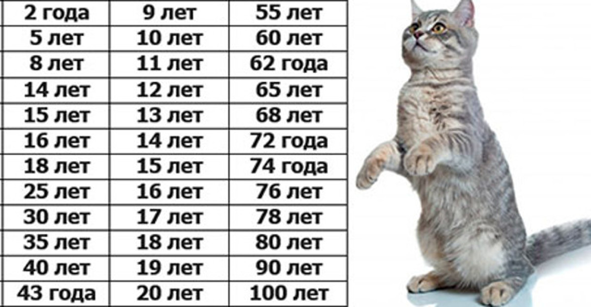 Возраст кошки по человеческим меркам: таблица