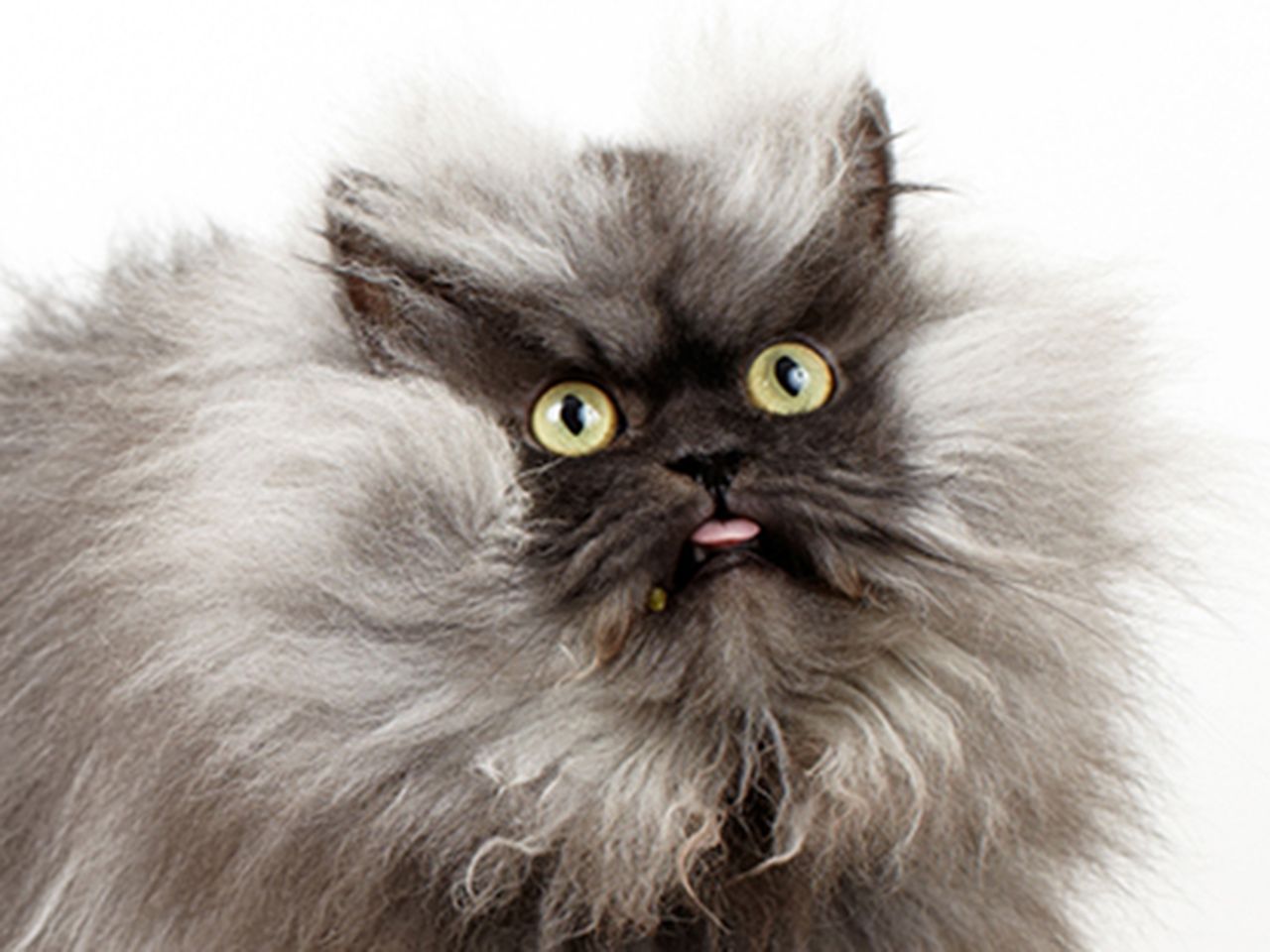 Пушистый кот — названия пород и примеры с красивым хвостом