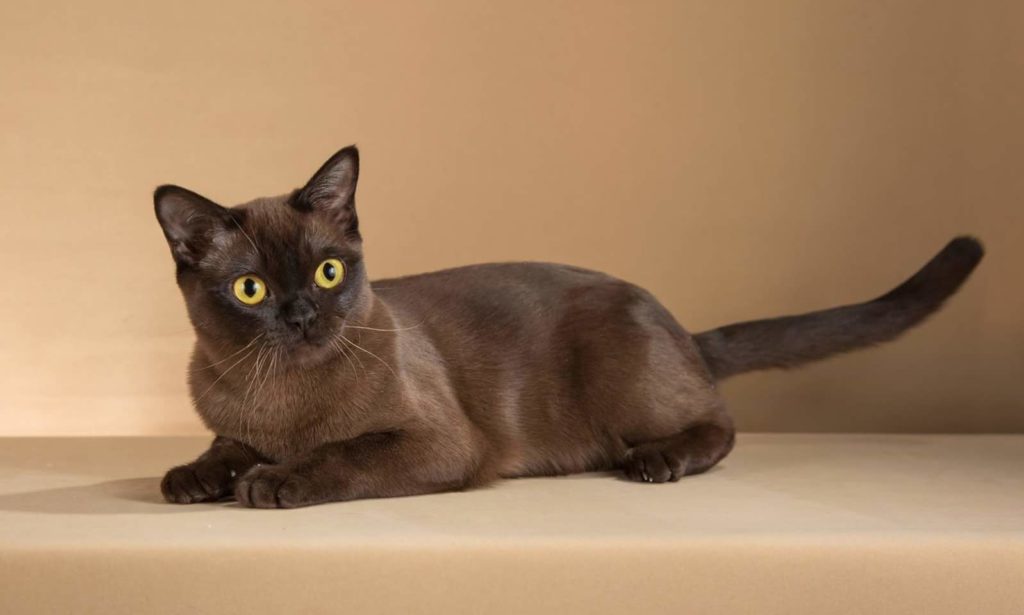 Йоркская шоколадная кошка: порода