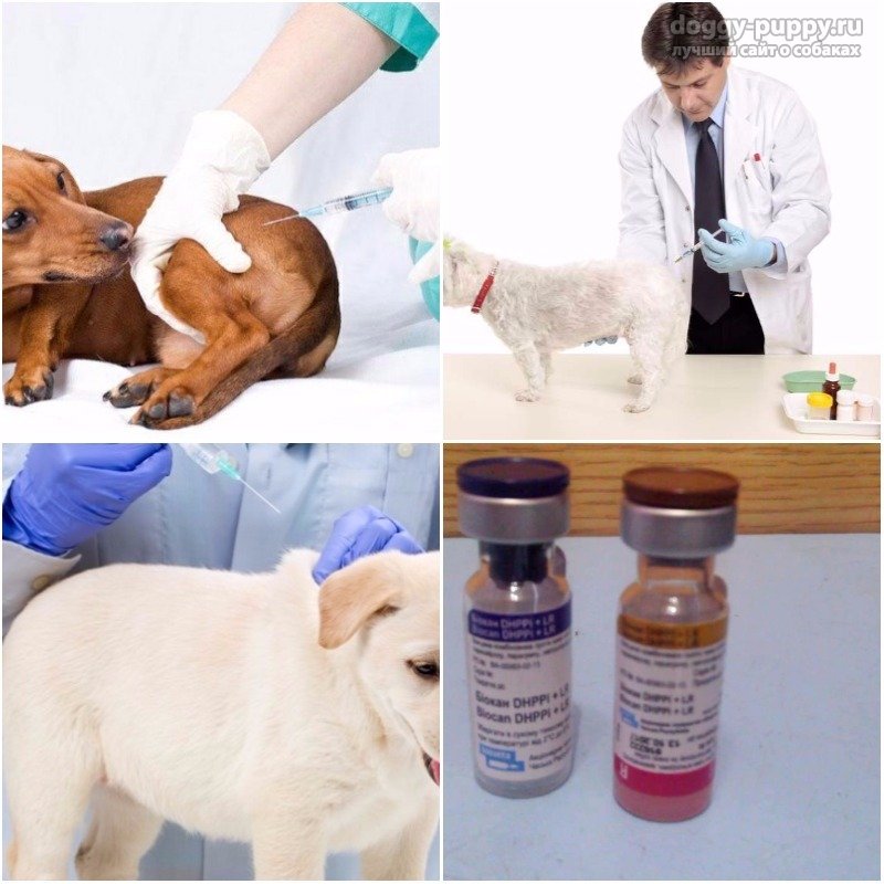 За сколько до прививки нужно глистогонить собаку