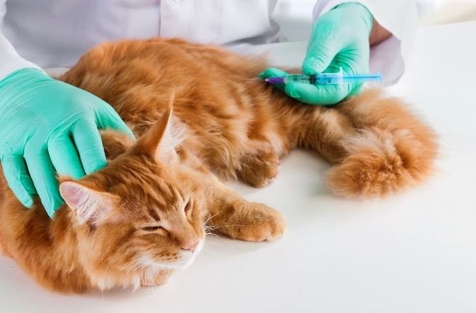 Лейкемия у кошек и котов: лечение, симптомы
