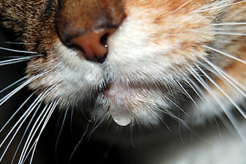 У кота текут слюни: основные причины и варианты лечения