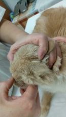 У кошки опухла грудь: причины и что делать