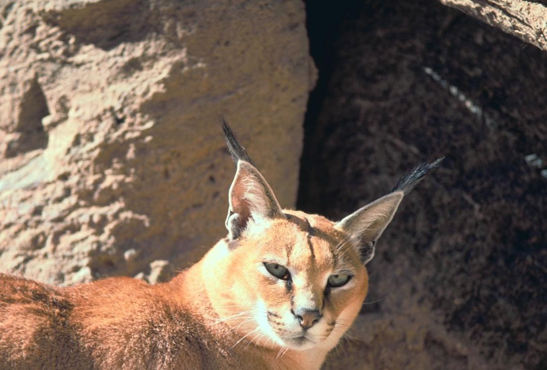 Каракал кошка фото и описание