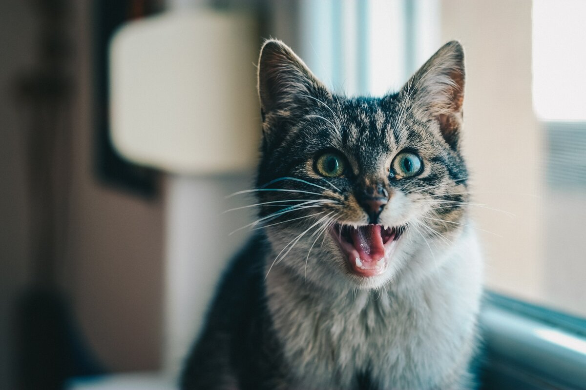 Почему кошка орет днём и ночью — причины и методы решения проблем
