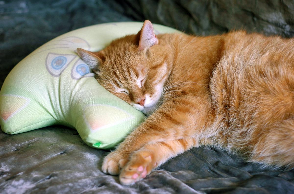 Почему коты так много спят и что им снится