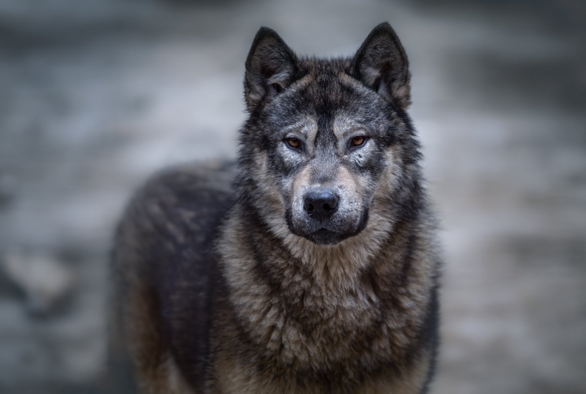 Русский вольфхунд: описание породы собак