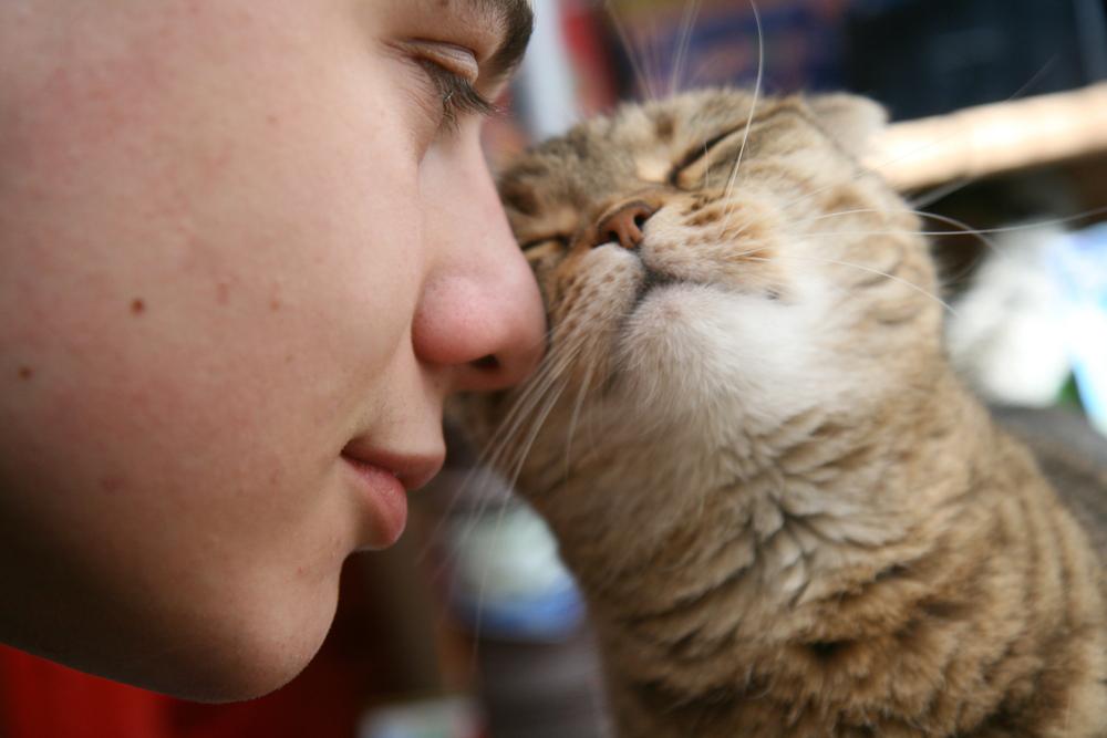 Почему кошка лижет человека: основные причины и что это значит