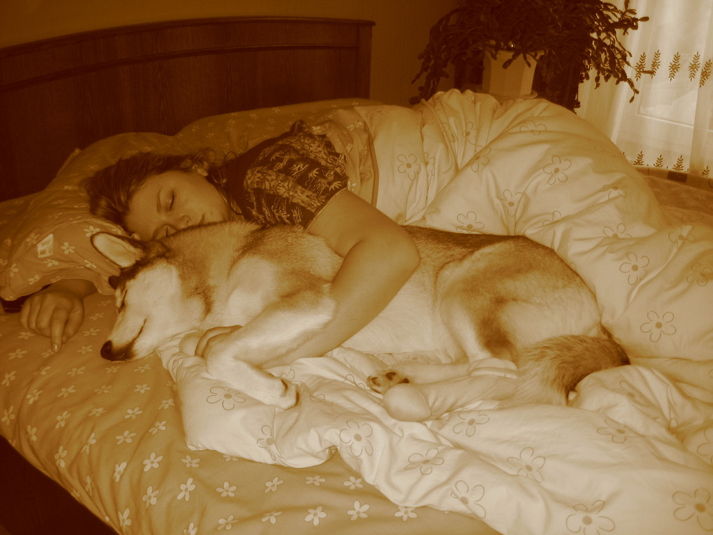 Почему собаки спят в ногах. Собака в постели. Кровать для собаки.