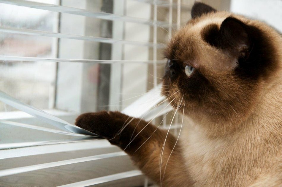 Кошачья память: что и как долго помнит кот?