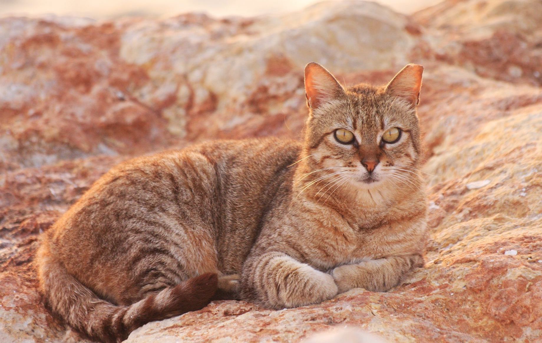 Цейлонская кошка (цейлонский кот)