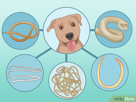 Глисты у собаки: признаки, как понять у мелких пород