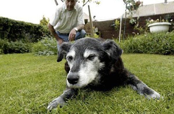 Собаки-долгожители: представители каких пород живут дольше всех