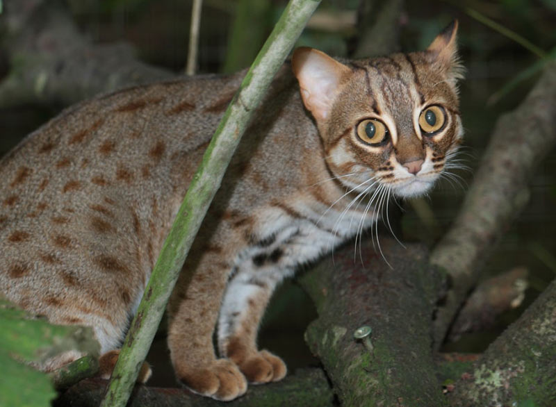 Ржавая кошка — самый миниатюрный вид кошачьих