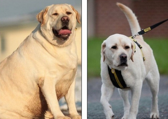 Породы собак, которые склонны к ожирению