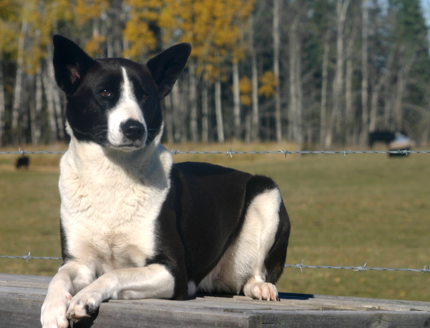 Ханаанская собака — внимательный охранник и преданный друг