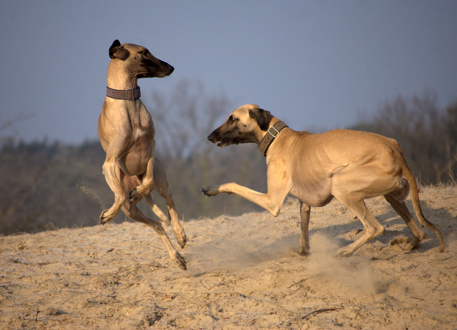 Слюги: арабские скакуны собачьего мира