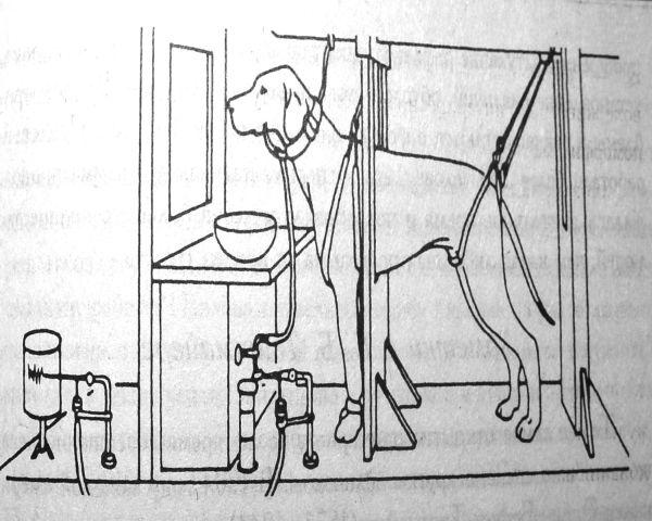 Собака Павлова: что это такое, опыты с рефлексами животного