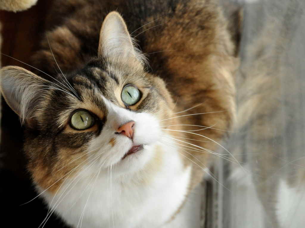 Обильное слюнотечение у кошки: признаки, симптомы, действия владельца