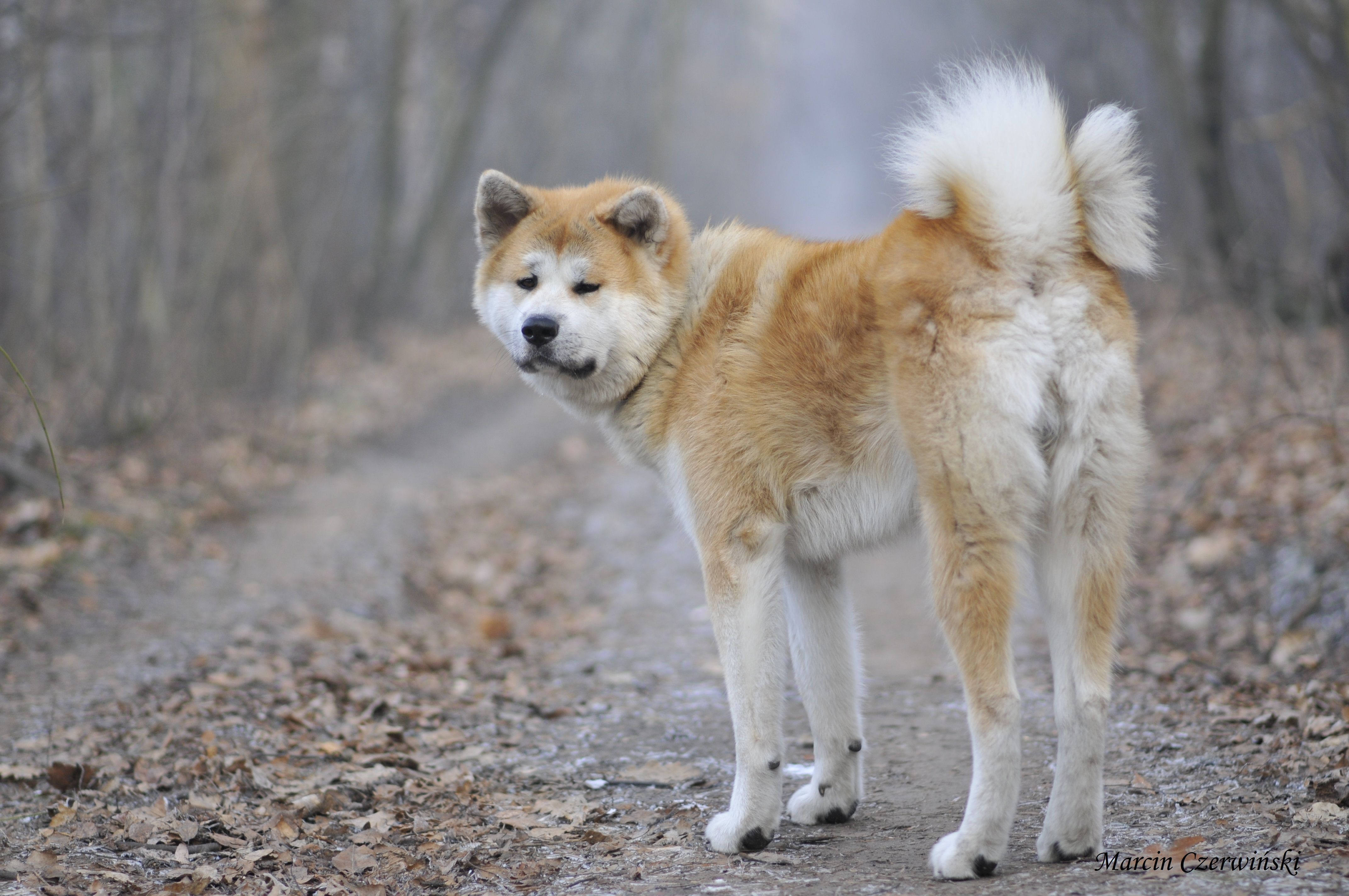 Акита ину: описание породы собак, характер